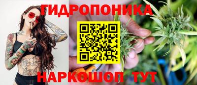 шишки Лесосибирск